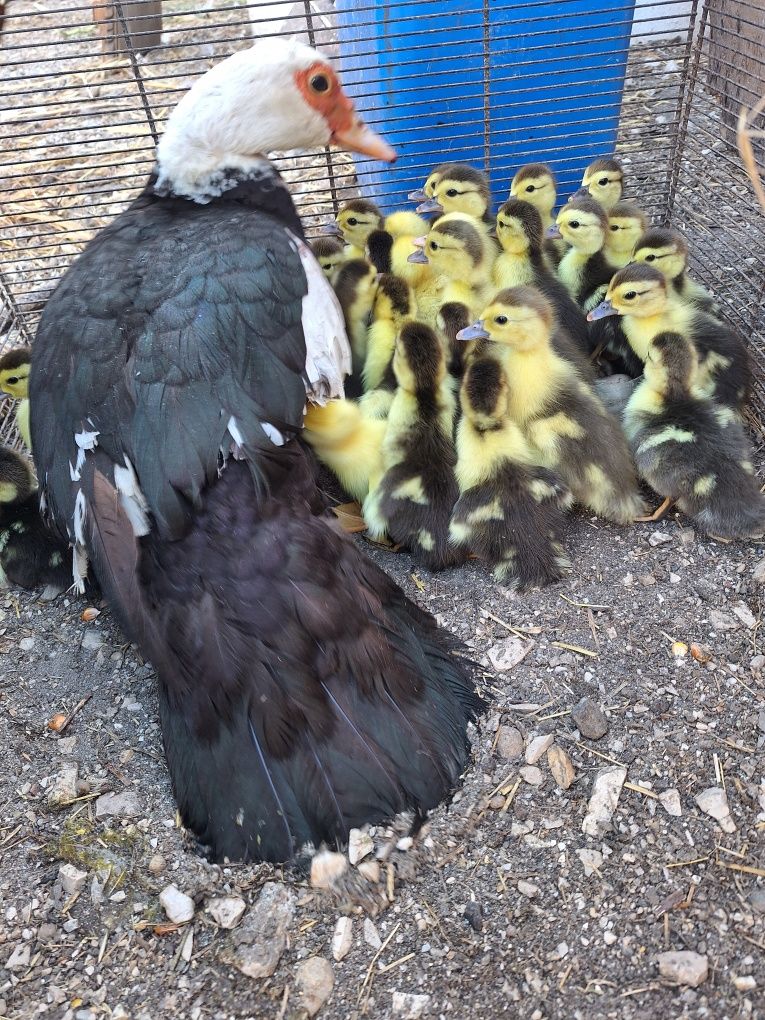 Patos mudos novos
