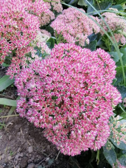 Продам шикарні квіти седум!