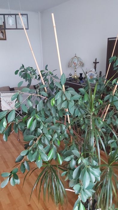 Potężny kwiat bonsai
