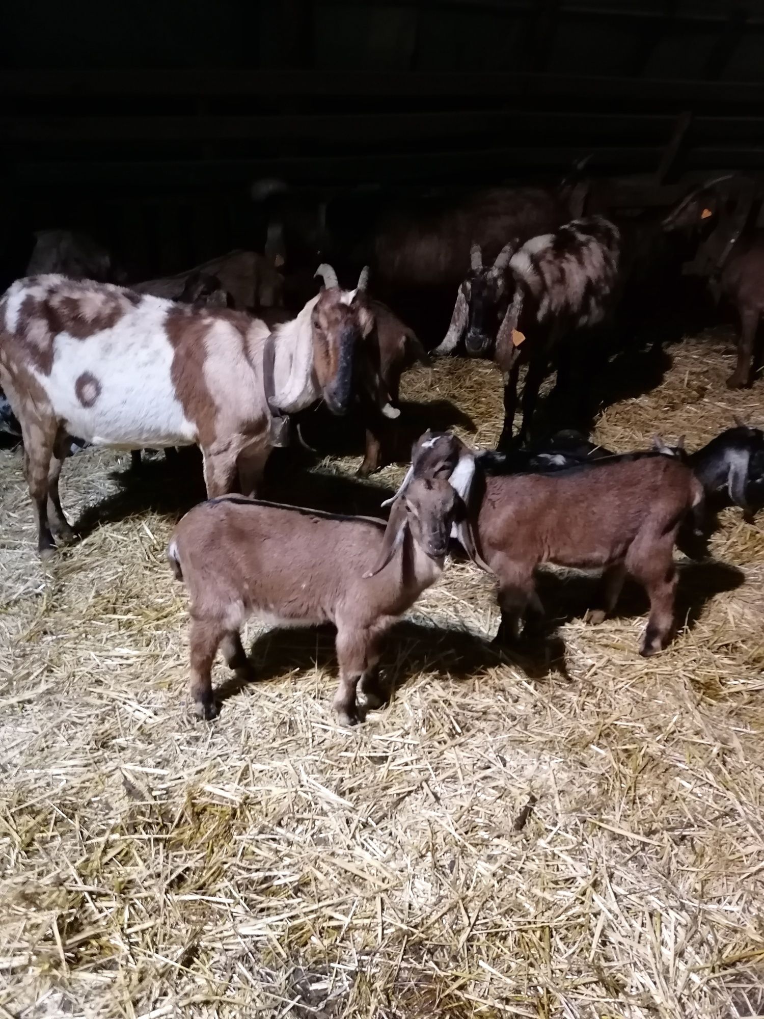 Cabras Anglo-Nubianas puras
