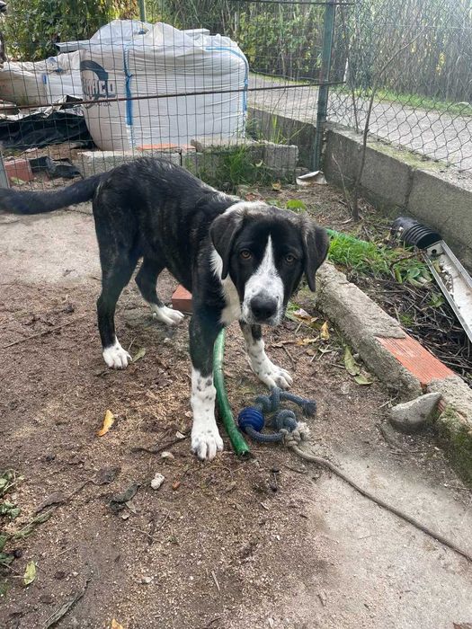 Cachorra Rafeira do Alentejo para adoção responsável