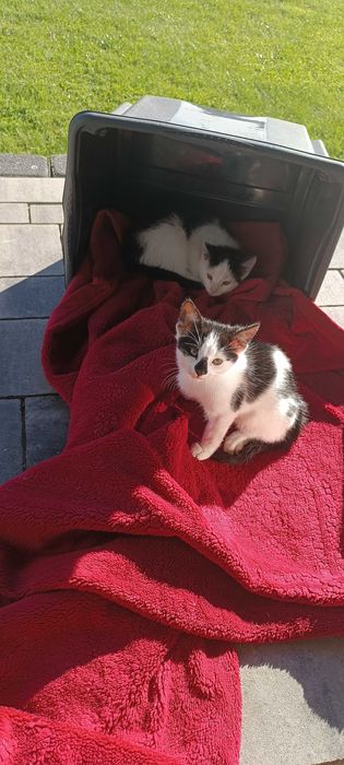 Kotek kot oddam w dobre ręce