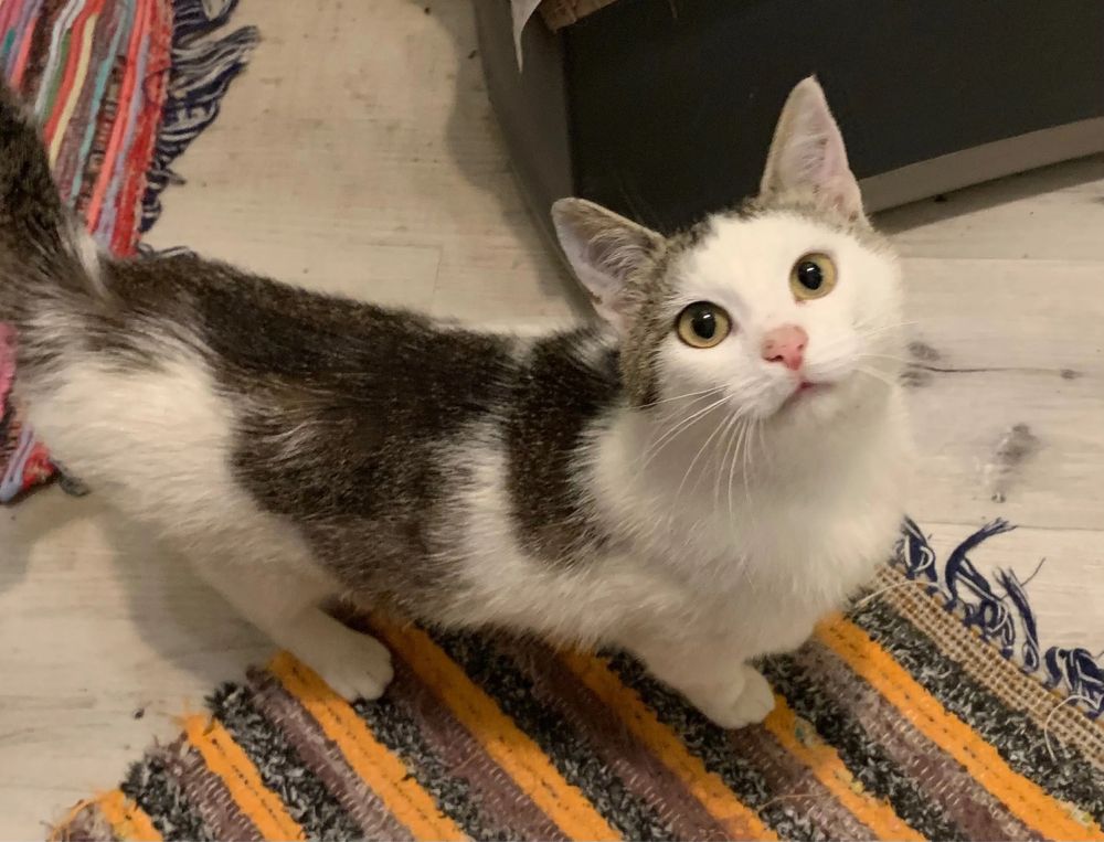 Silver (FeLV+) - mały, młody kot, kociak, kocurek do adopcji za darmo