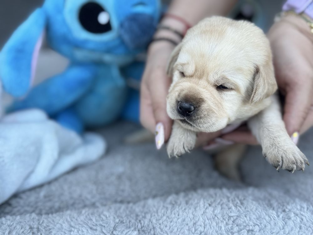 Labrador Retriver miot A -Aiszka