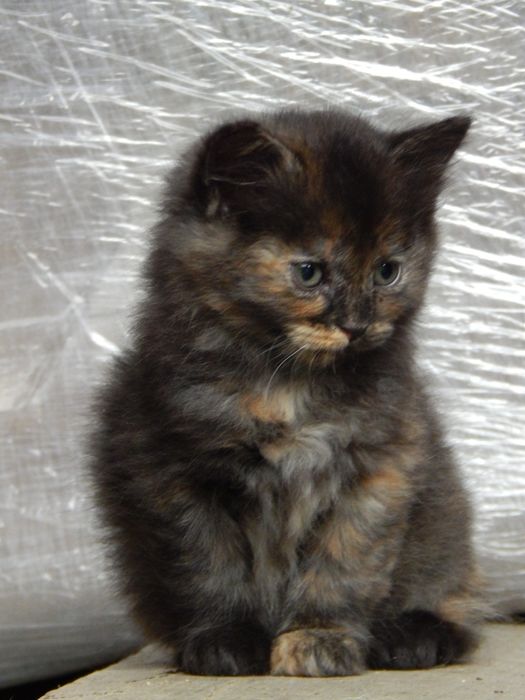 Дівчинка в добрі руки