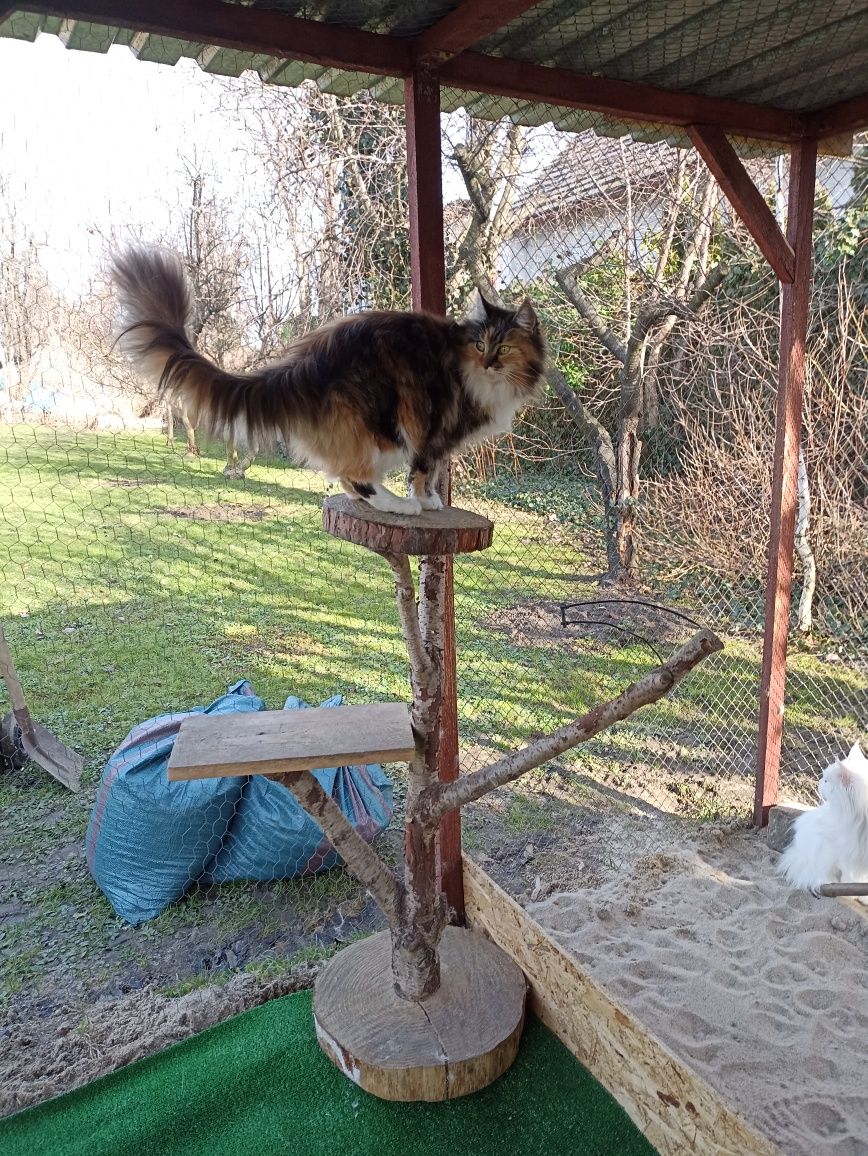 Maine coon kocurek Oskarek