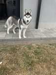Za darmo sunia Husky z rodowodem