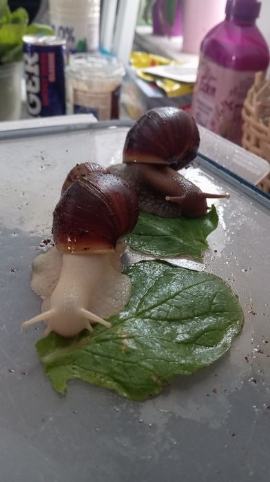 Ślimaczki afrykańskie