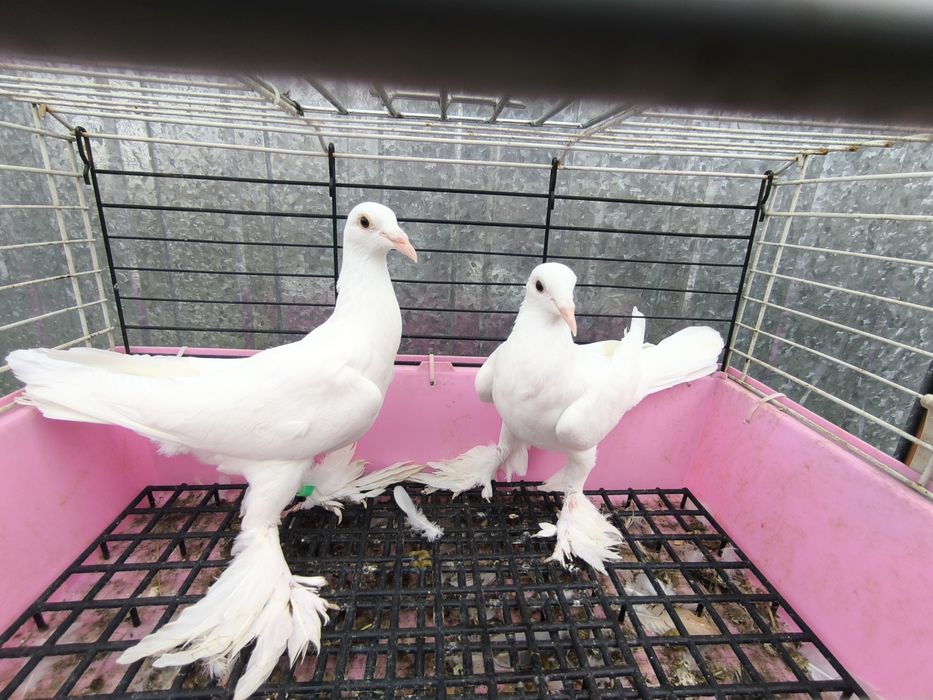 Sprzedam gołębie bociany