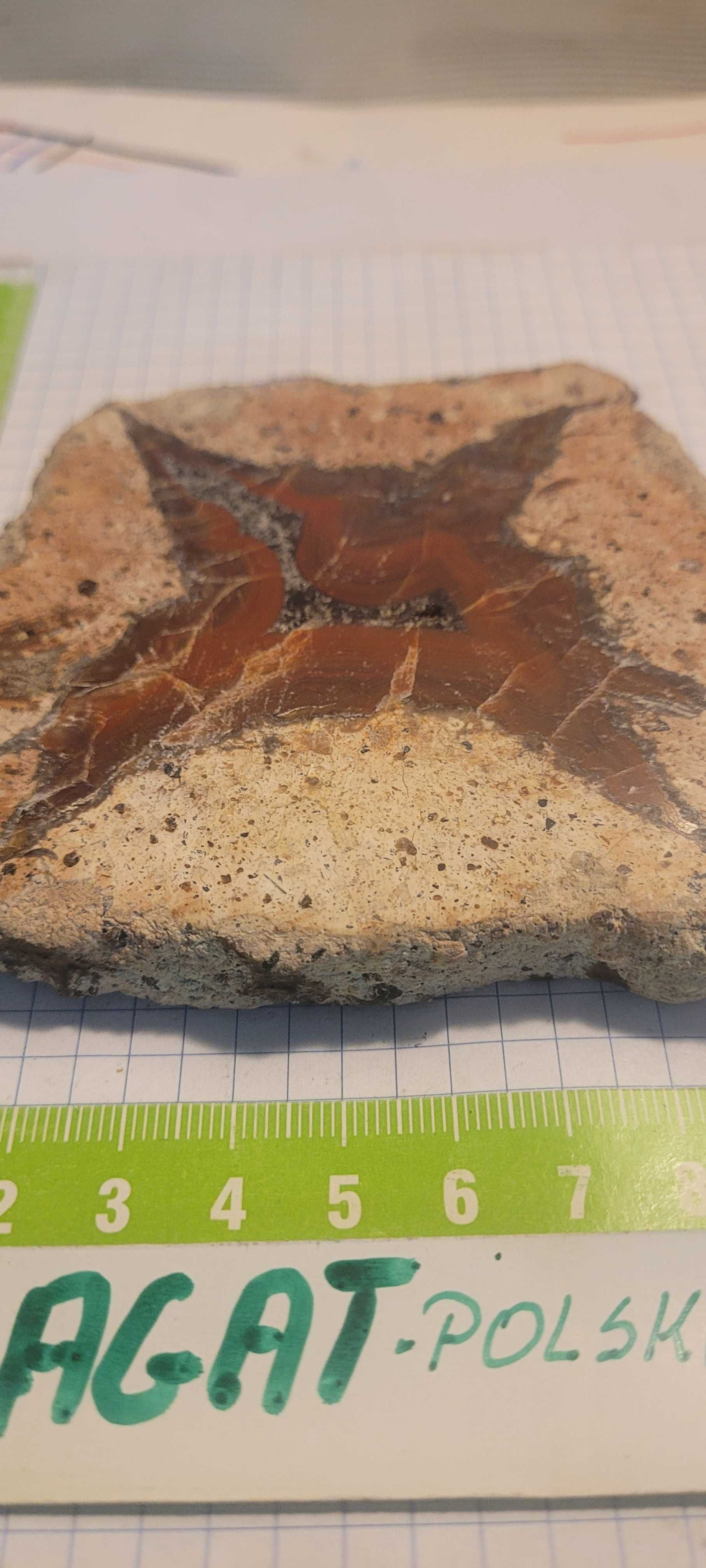 Minerały skamieliny