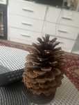 Szyszka dekoeacyjna 17 cm