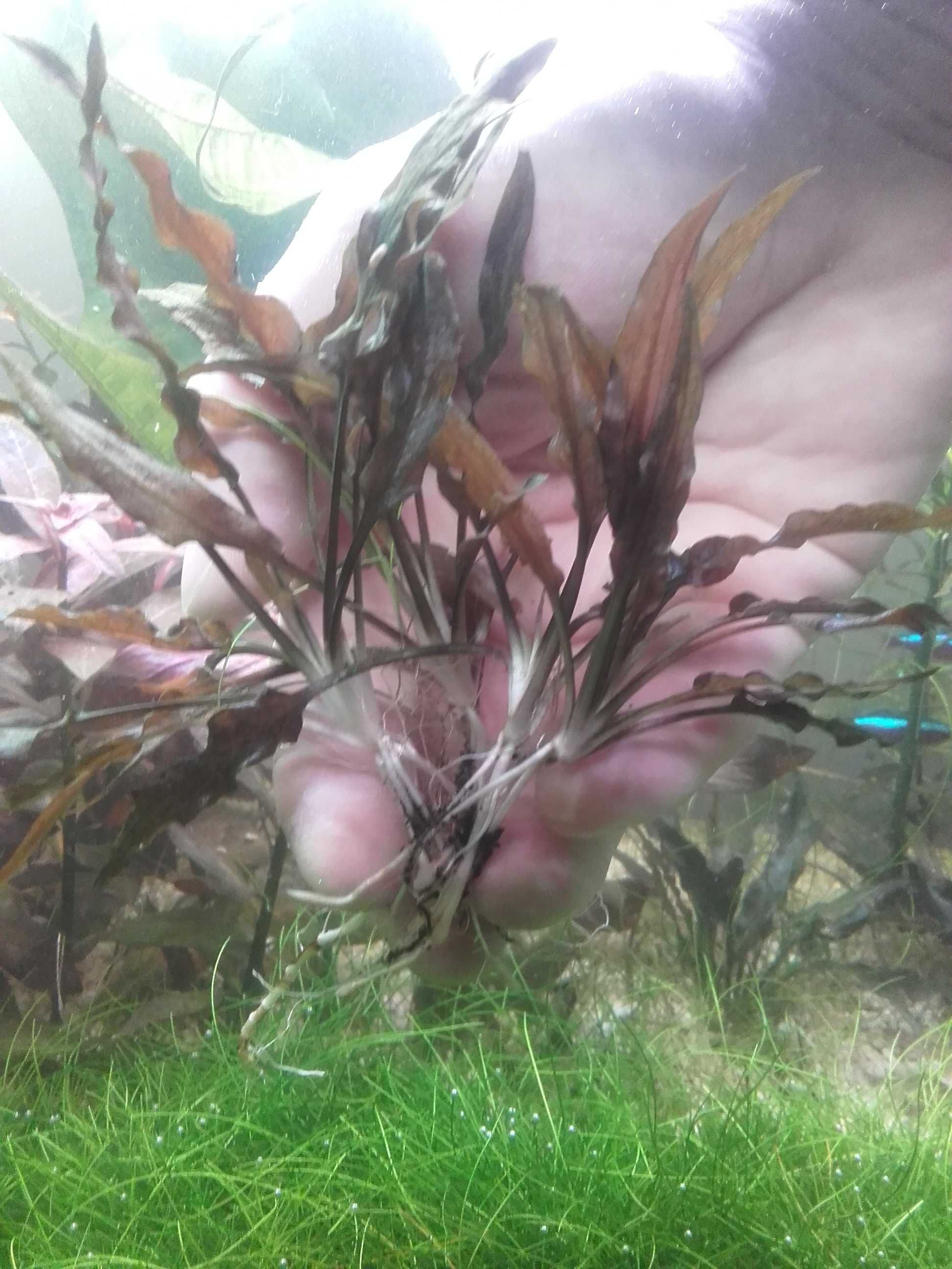 cryptocoryne  mi oya