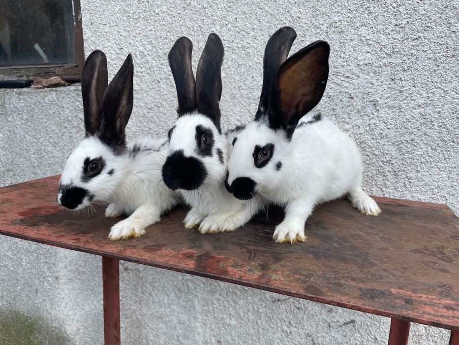 Królik srokacz niemiecki