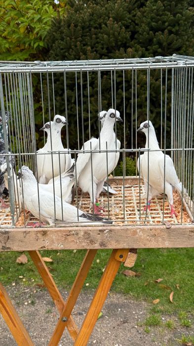 Gołębie Wiedeńskie