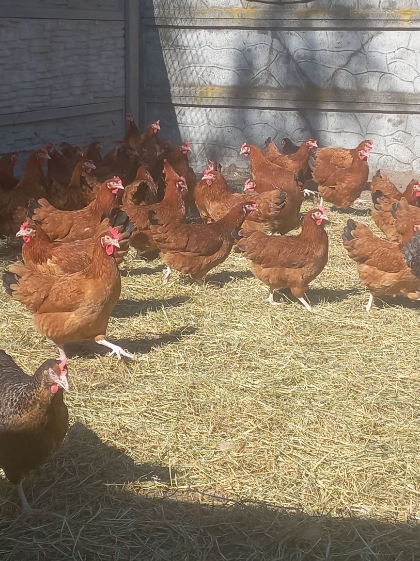 Kury Nioski Leghorn 24 tygodnie! Wysyłka!