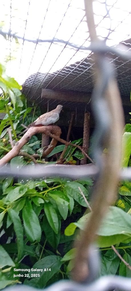 Aves criadas em cativeito