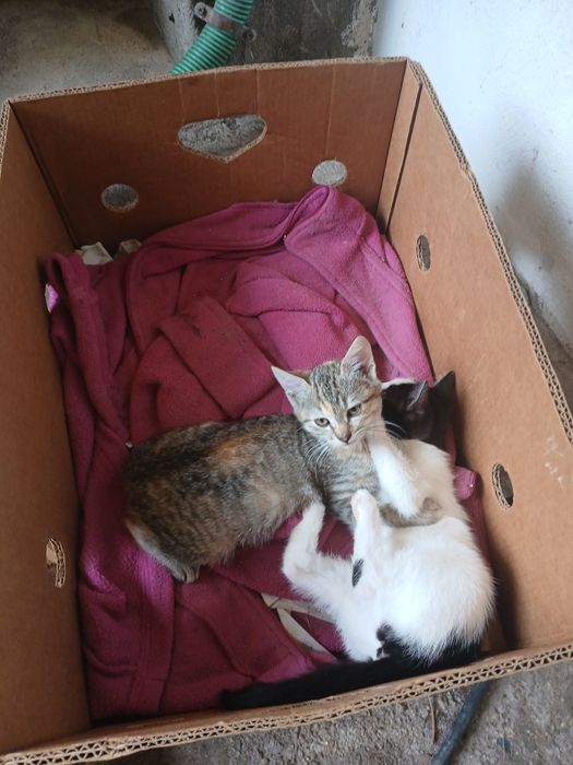 Gatinhas para doação