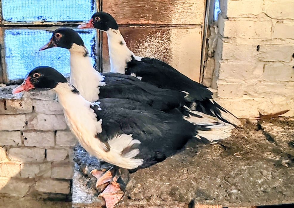 Sprzedam  żywe kaczki i kaczory