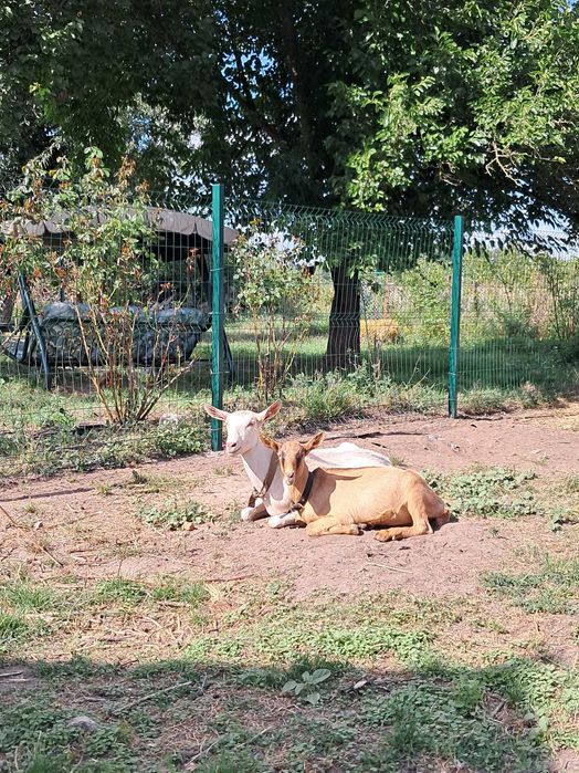 Коза дійна заано-альпійка 50/50%