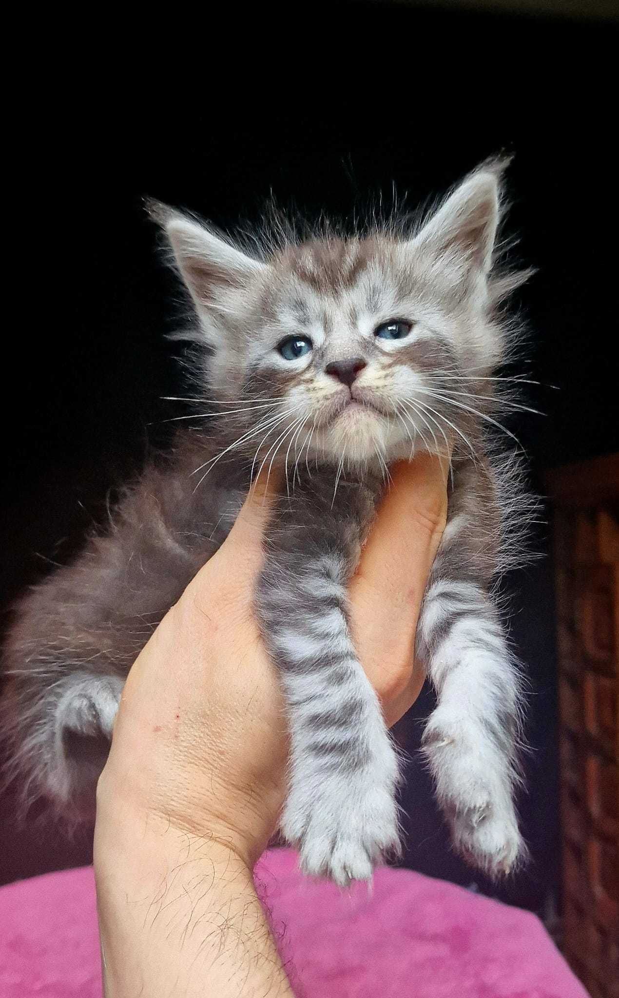 Maine coon piękny czarny srebrzysty klasycznie pręgowany kocurek