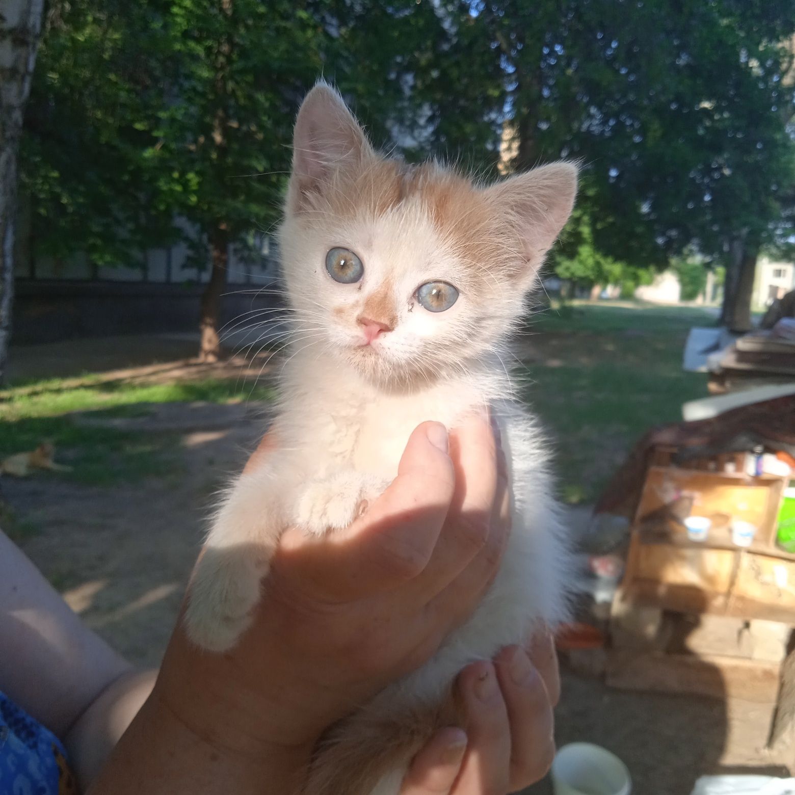 Одам в хорошие руки котенка