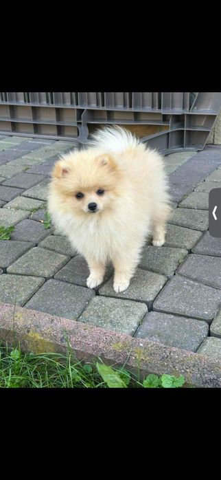 Померанський шпіц