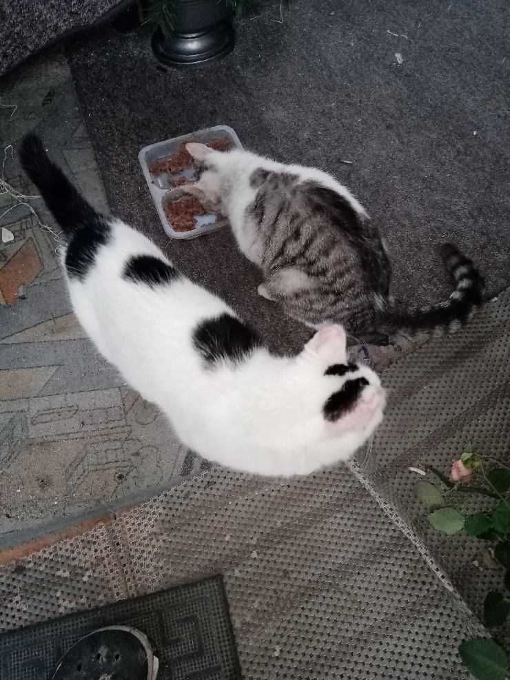 Młode ładne kotki, dwie wolnożyjące siostry 2-letnie, oddam do adopcji