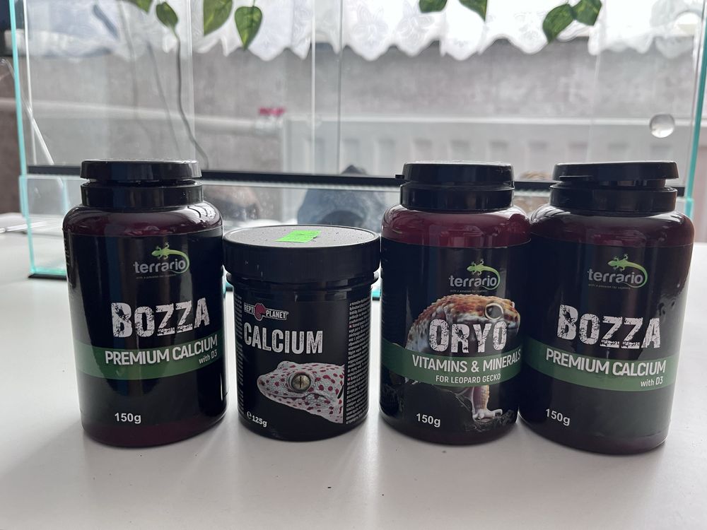 Gekon lampraci z terrariu