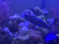 Thalassoma lunare
