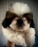 Szczeniak Shih Tzu