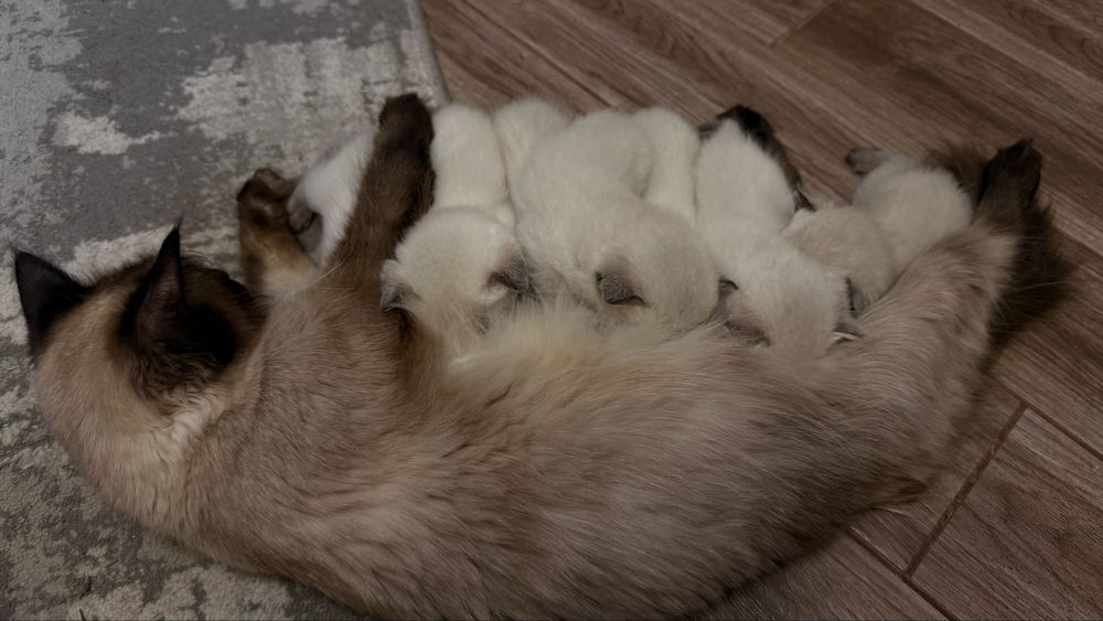 Котята Невська маскарадна