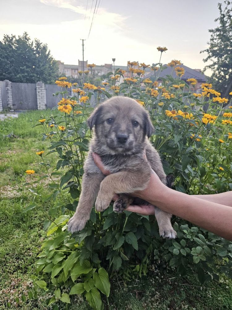 Цуценята в добрі руки