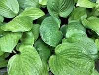 Funkia (Hosta) w doniczkach, mocne karpy