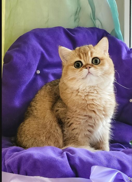 Золотая британская шиншилла кошечка кошка котята дівчинка