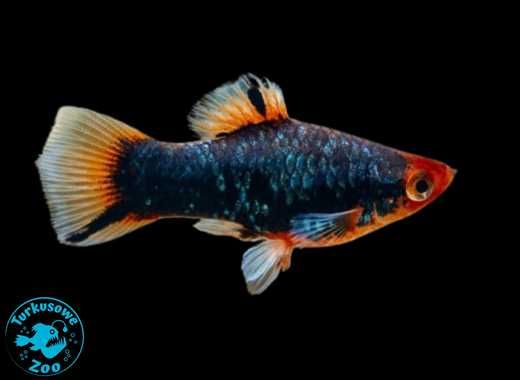 Rybka akwariowa PLATKA RED PARROT, Sklep Akwarystyczny Turkusowe Zoo