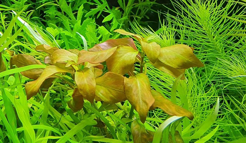 Ludwigia repens (3 plan/ POMARAŃCZOWA)