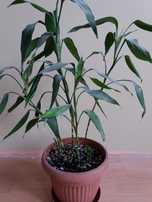 Lucky bamboo szczęśliwy bambus Dracena Sandera
