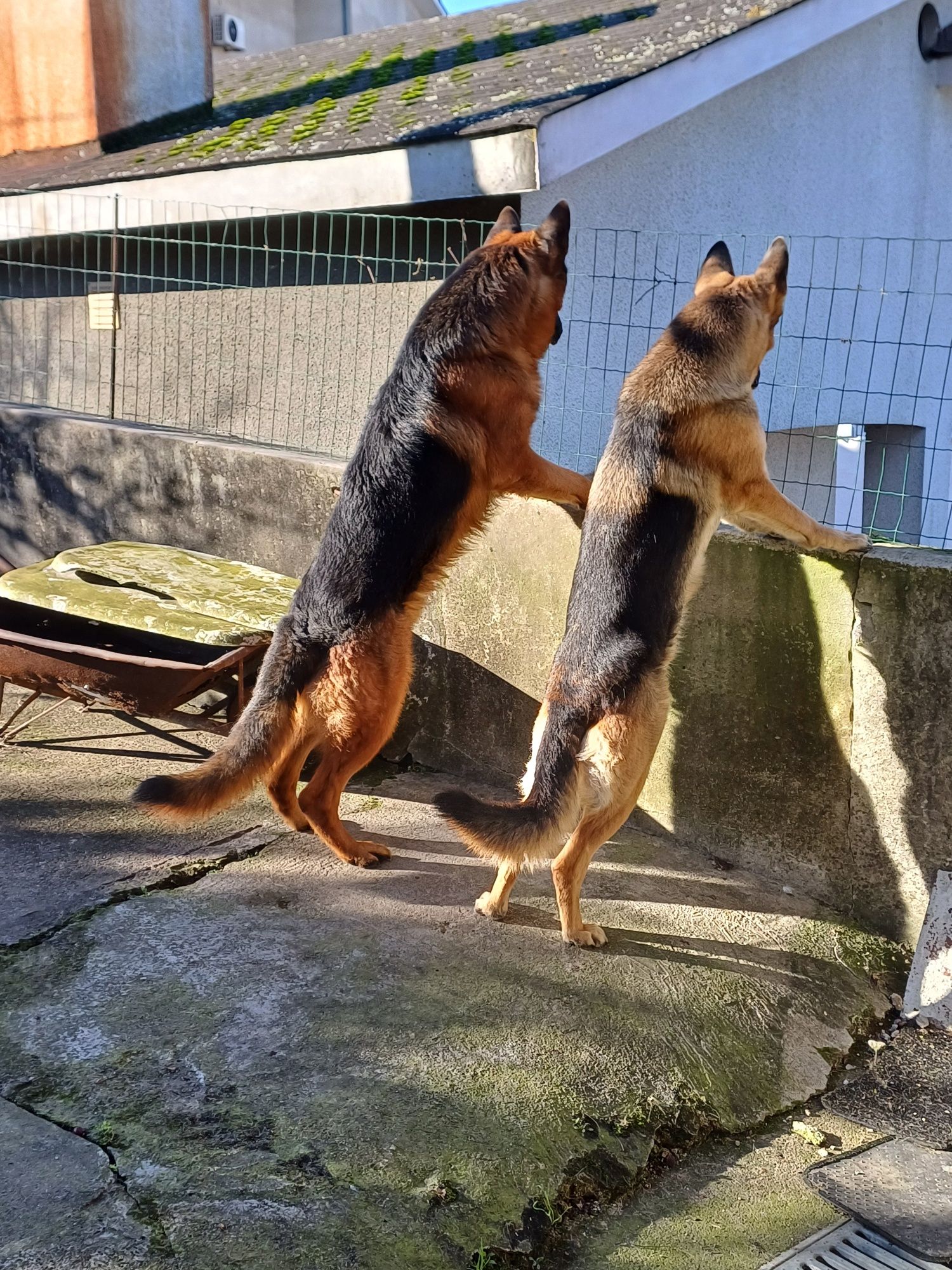 Cachorro Pastor Alemão femea Top,  Canil casa do vergel" com Lop e Afi