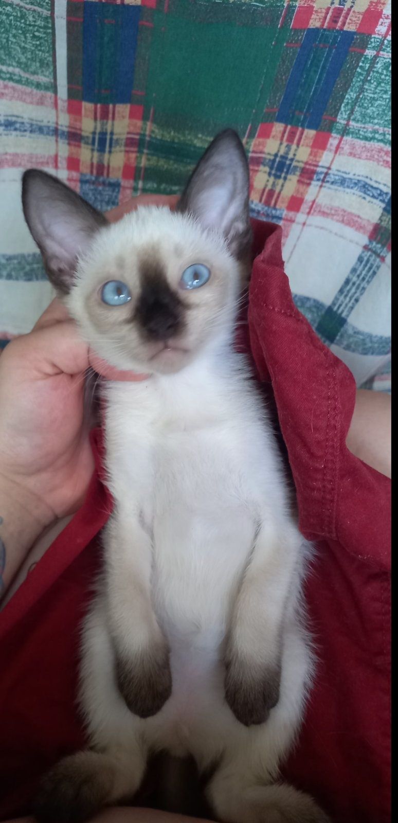 Тайские(Сиам) котята.