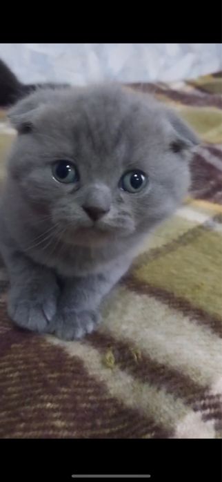 Продам породистих кошеняток