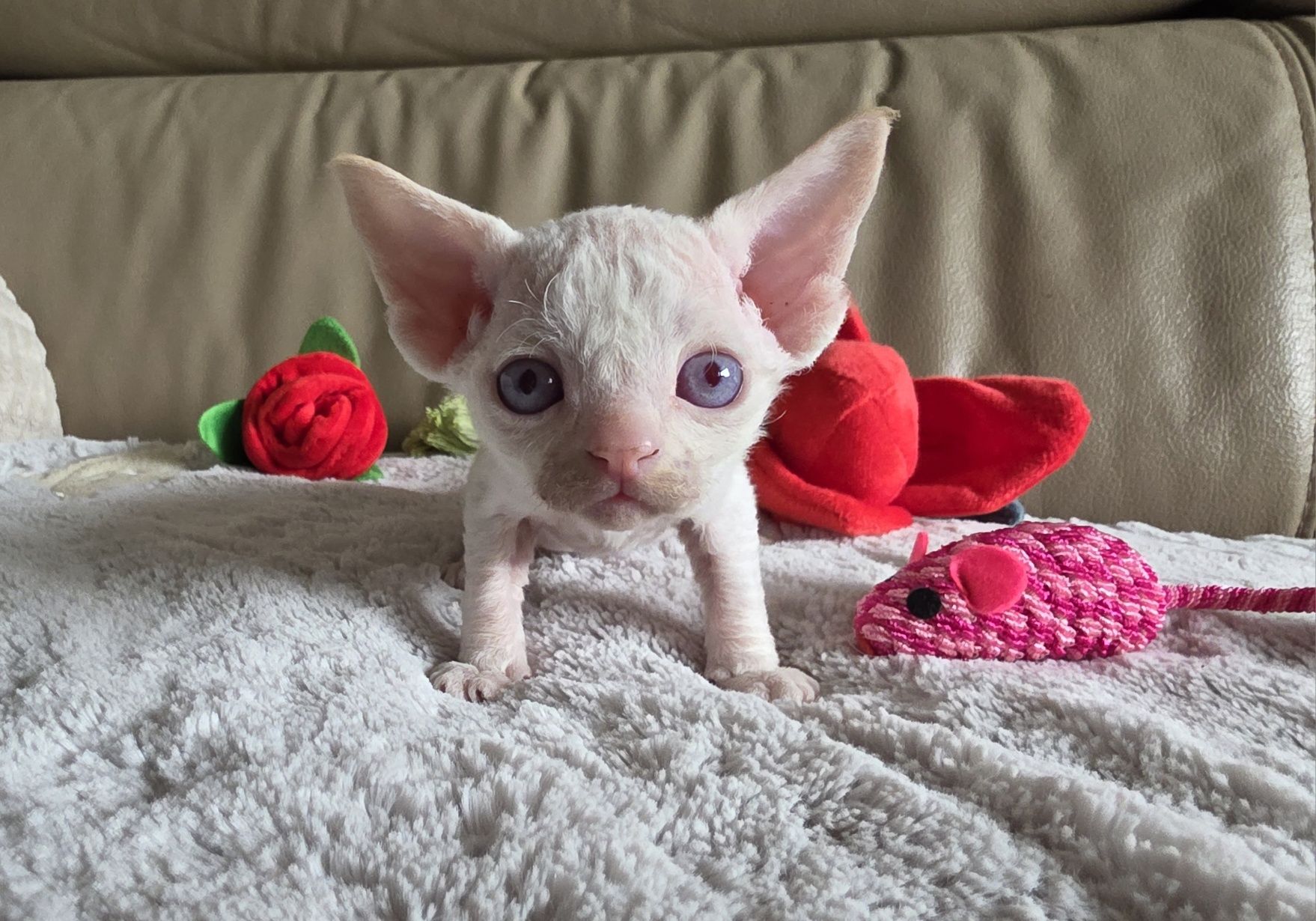 Devon Rex - Kasper - Dostępny Kocurek Point z Niebieskimi Oczkami