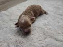 Maltipoo samiec do rezerwacji !