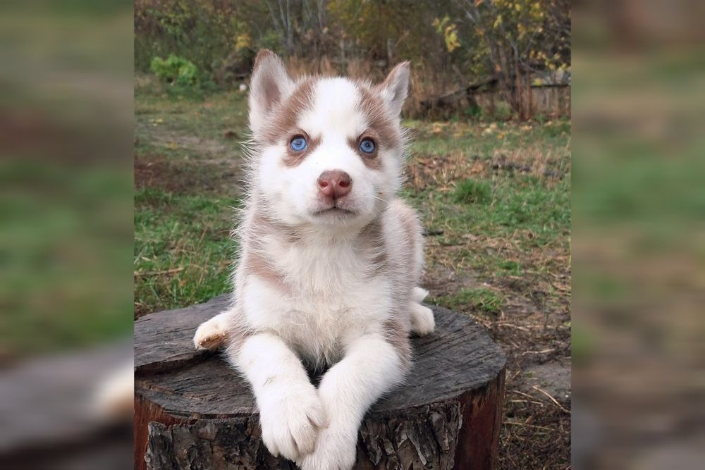 Блакитноокі сибірські хаскі — хлопчик і дівчинка