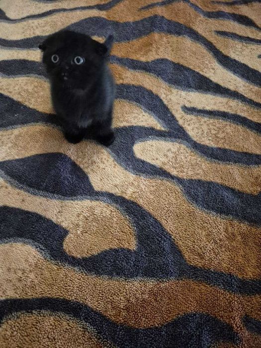 Gatinho Scotish Fold