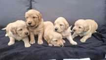 Golden retriever śliczny ciemno złoty piesek do rezerwacji