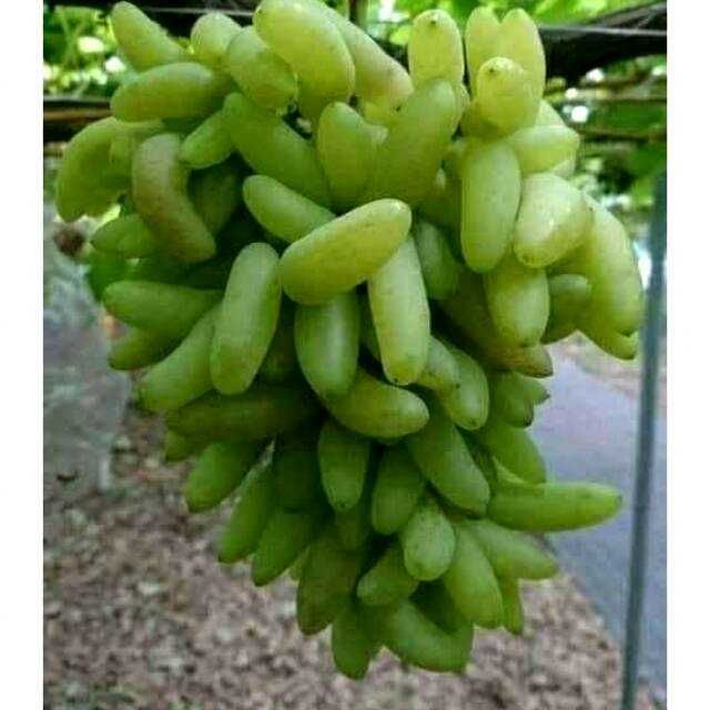 Videira de Uvas DEDO DE BRUXA Compridas BRANCAS - SUPER DOCE