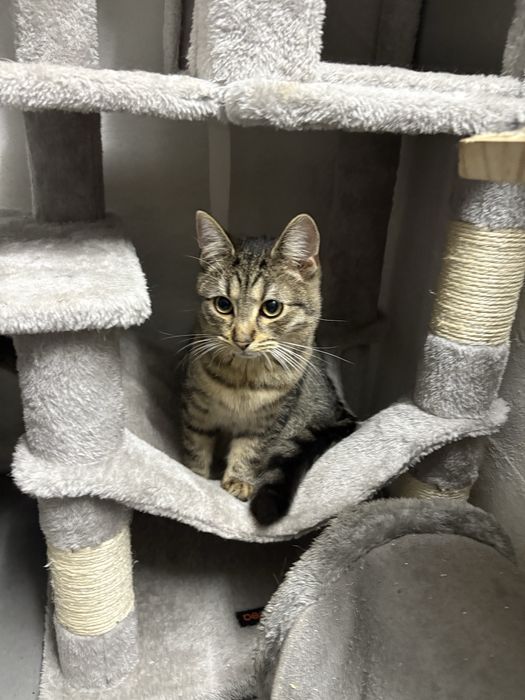 Oddam za darmo kotki