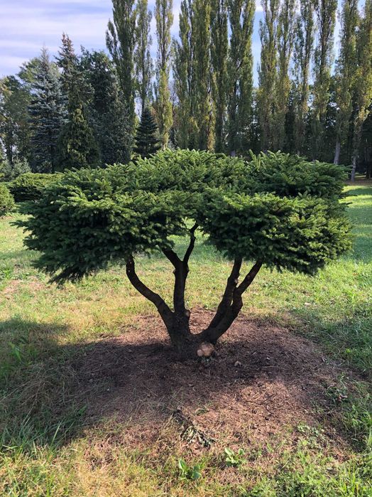 Świerk, Świerk gniazdkowy, Świerk karłowy, Bonsai