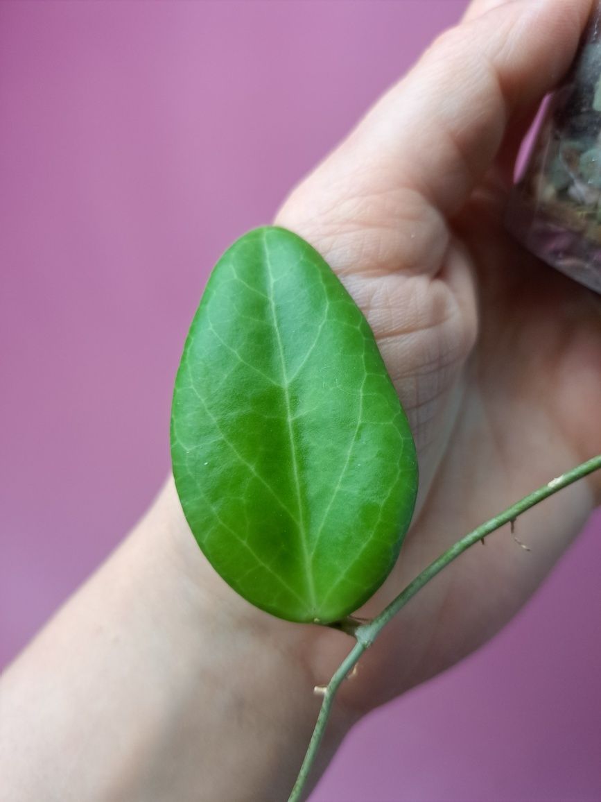 Hoya fitchii hoja