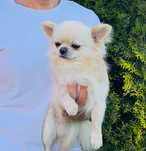 chihuahua  FCI rodowód